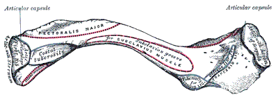 'Clavicle', from Gray's Anatomy