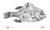 Sunfish gyotaku by Ray Bliss Rich