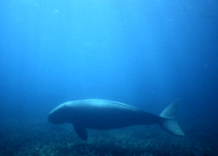 Dugong