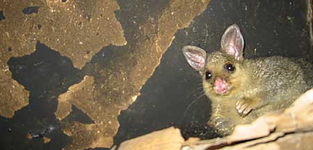 Brushtail possum in my chimney