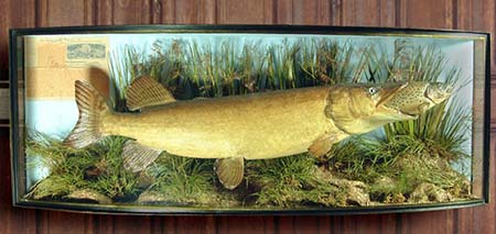 Photo of the Marston Pike, from www.victorian-taxidermy.co.uk